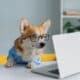 Cute Corgi Dog Looking Into Computer Laptop Working In Glasses And Shirt