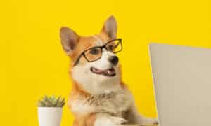 cute corgi funny dog posts