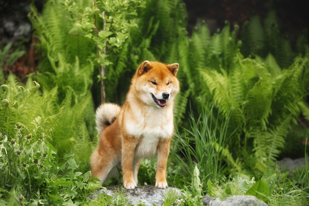 Beautiul Shiba Inu Dog Standing In The Forest