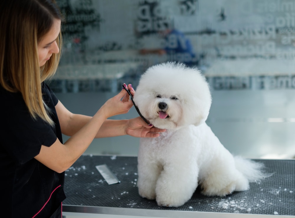 Bichon Frise At A Dog Grooming Salon Getting Its Face Trimmed