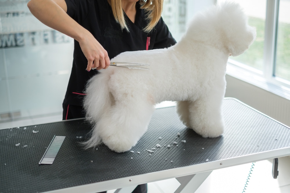 Bichon Frise Getting Its Body Trimmed At The Grooming Salon