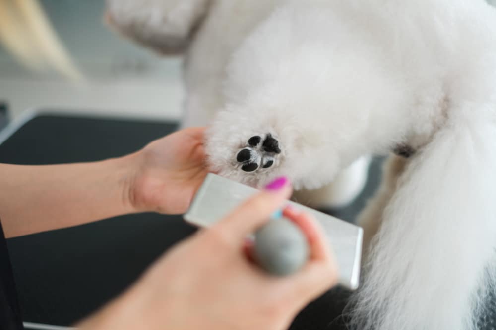Bichon Frise Getting Its Paw Pads Cleaned