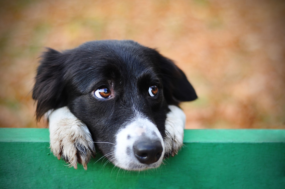 Border Collie With Puppy Dog Eyes Closeup Hanging On Bench