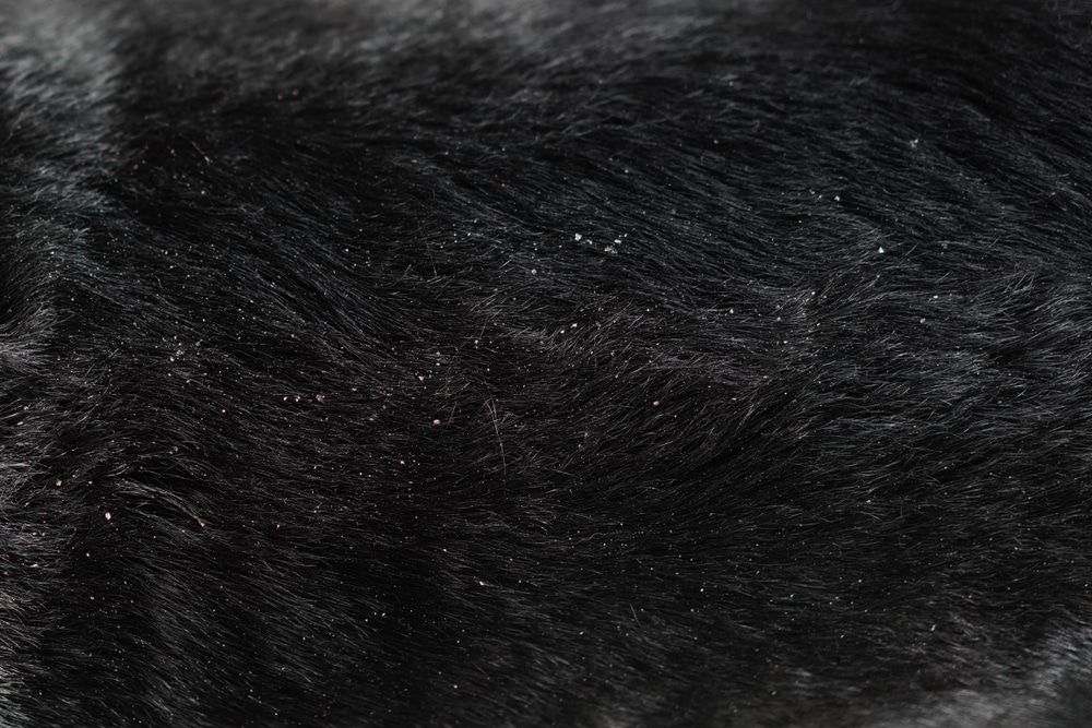 Close-Up Of Dog Dandruff On Hair