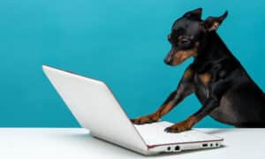 Cute Dog Who Enjoys The Laptop Computer On Blue Background