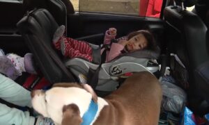 Fox 2 Detroit News Dog Saves Baby From House Fire