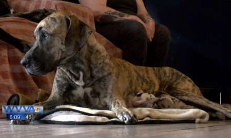 Great Dane Who Gave Birth To 21 Puppies In 27 Hours