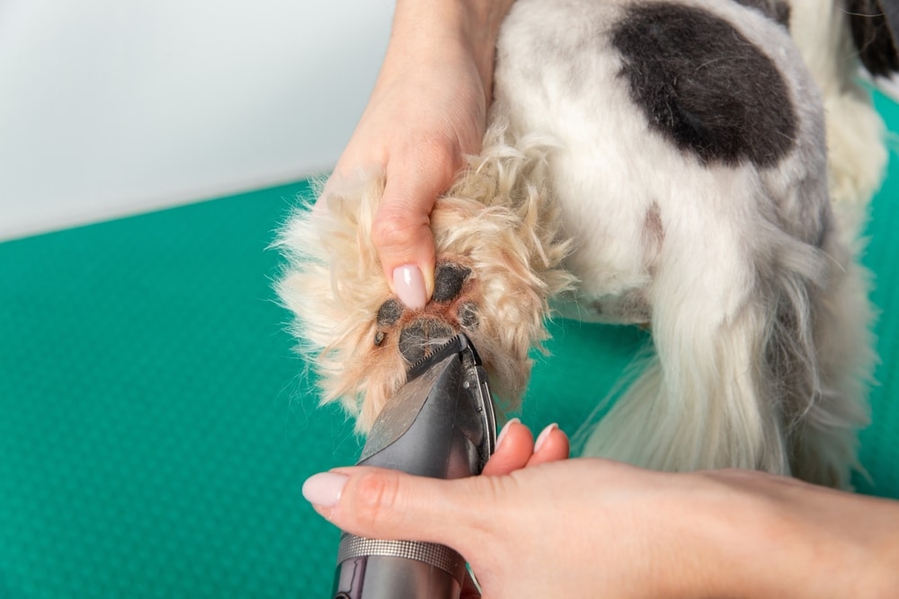 Groomer Snipping A Shih Tzu's Paw Pad