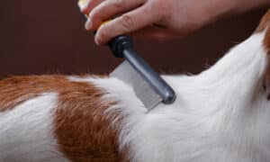 Hand Combing Dog'S Hair