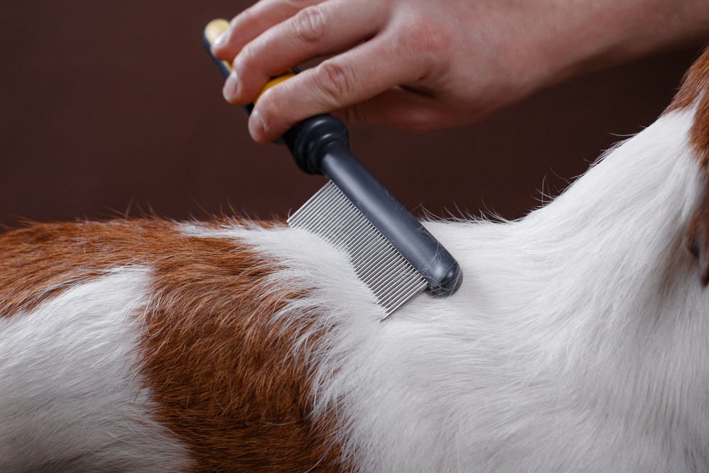 Hand Combing Dog'S Hair