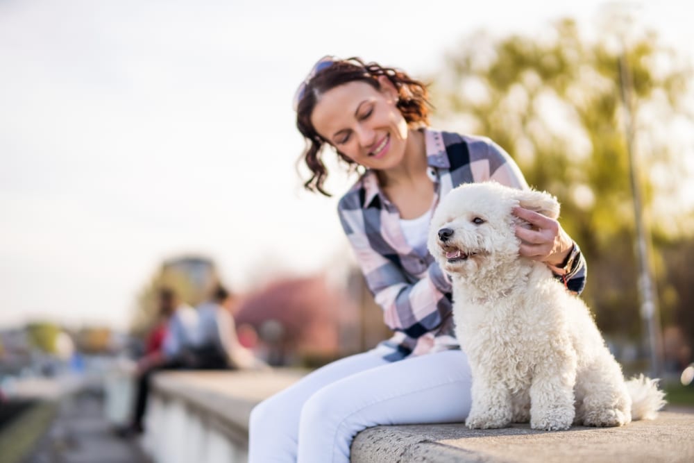 Happy Bichon Frise With Owner Outdoors