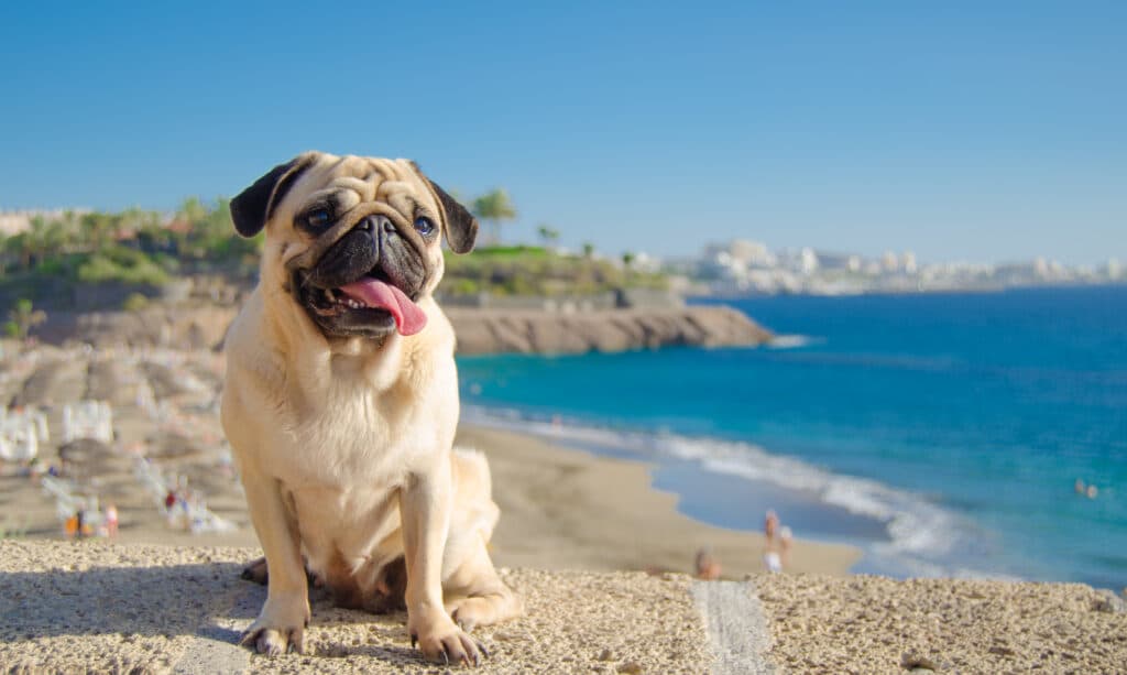 Happy Pug At The Beach
