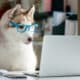 Husky Dog Wearing Blue Glasses Looks At The Laptop On The Desk.