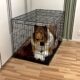 Japanese Man Inside A Dog Costume Locked Inside A Dog Cage