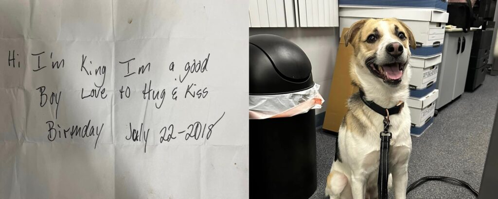 Abandoned Dog With A Note