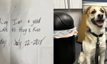 Abandoned Dog With A Note