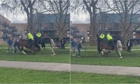 Police Horse Attacked By A Dog In A London Park