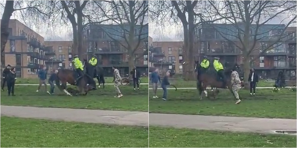 Police Horse Attacked By A Dog In A London Park