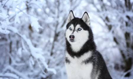 Siberian Husky Dog Breed Closest To Wolves