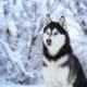 Siberian Husky Dog Breed Closest To Wolves