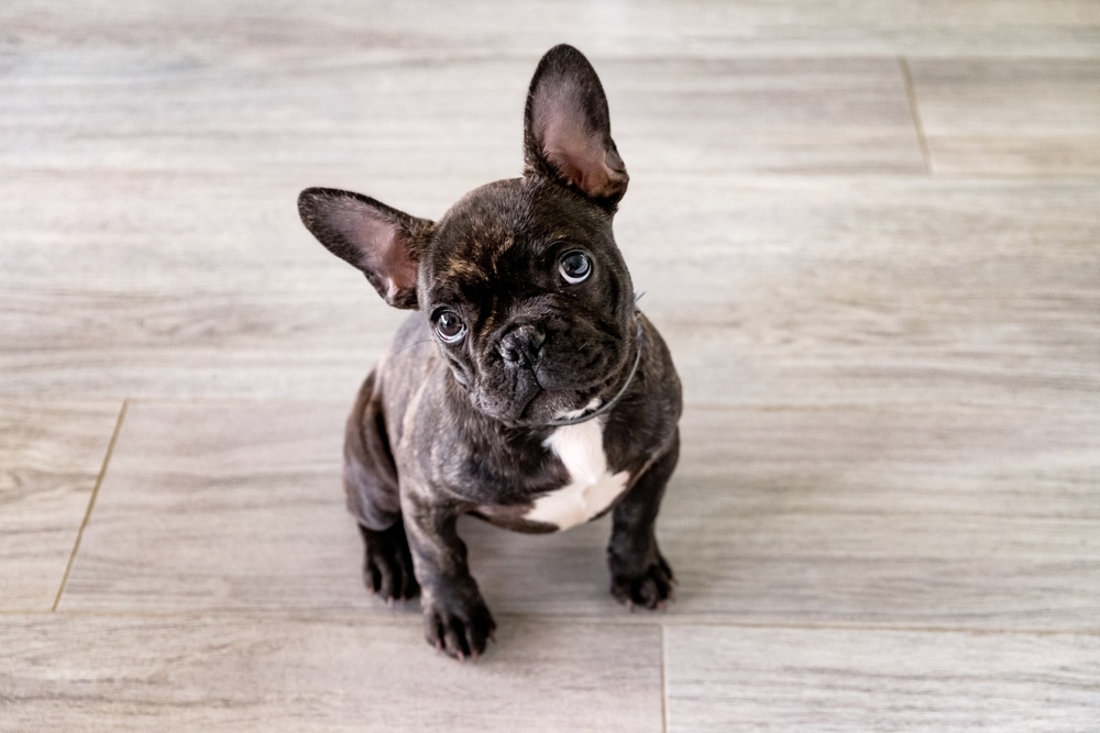 Small White And Striped French Bulldog Puppy Sitting On The Floor