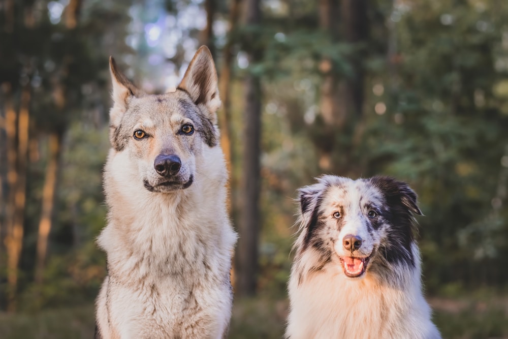 The Shetland Sheepdog And The Czechoslovakian Wolf Dog Sitting In The Forest