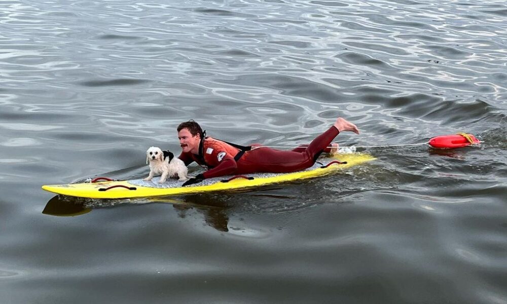 Tofu The Dog Being Rescued By Long Beach Lifeguard 7