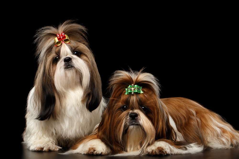 Two Shih Tzus With Long Hair On A Black Background