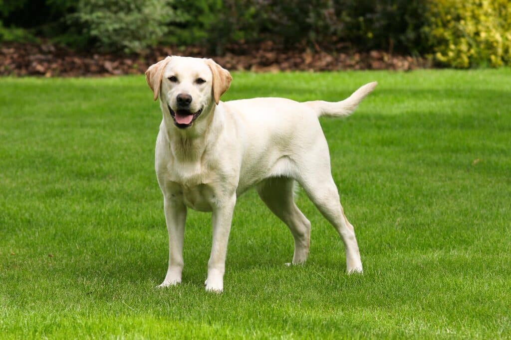 Yellow Labrador Retriever on green lawn