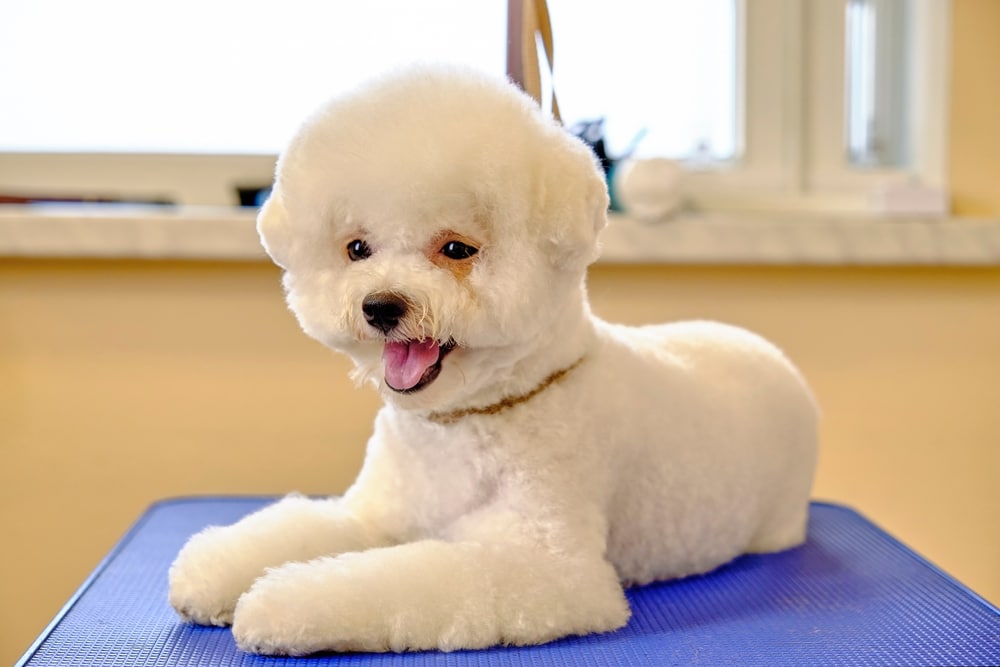 A Relaxed And Happy Bichon Frise On A Grooming Table