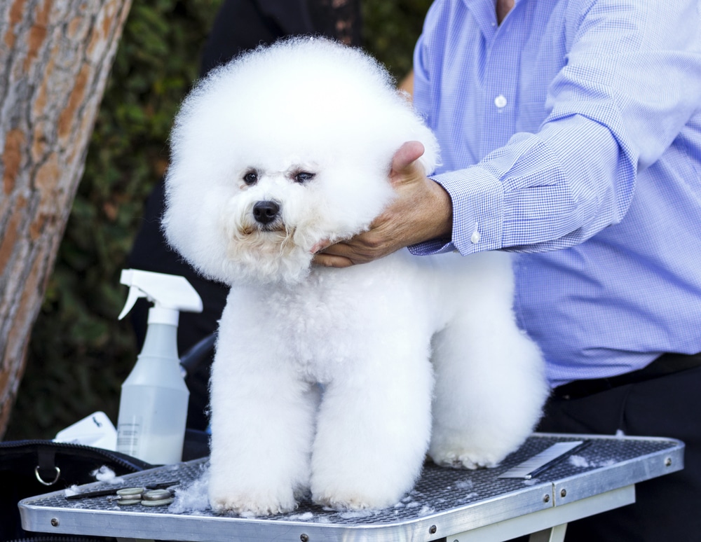 First Step On How To Groom A Bichon Frise At Home. Bichon Frise On Top Of A Table