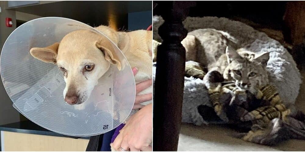Injured Dog After Bobcat Encounter