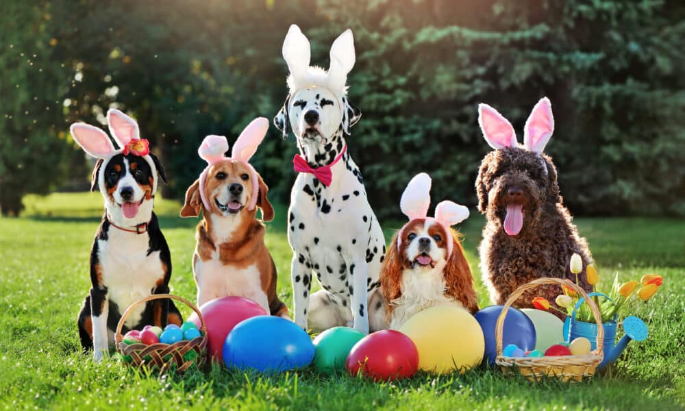 A Group Of Dogs With Bunny Ears Headbands At An Easter Party