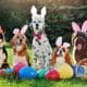 A Group Of Dogs With Bunny Ears Headbands At An Easter Party