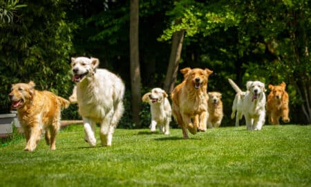 A Group Of Playful Pedigreed Golden Retriever Dogs Are Running Towards The Camera In A Green Park.