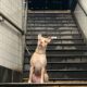 Abandoned Dog At The Nyc Subway