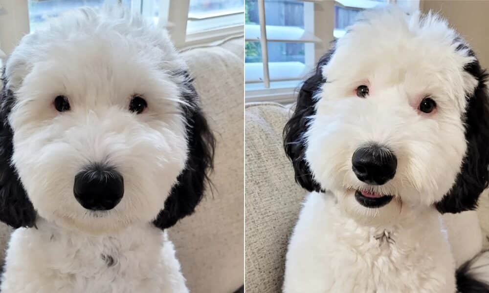 Meet The Real Life Snoopy, Bayley The Mini Sheepadoodle - ReportWire