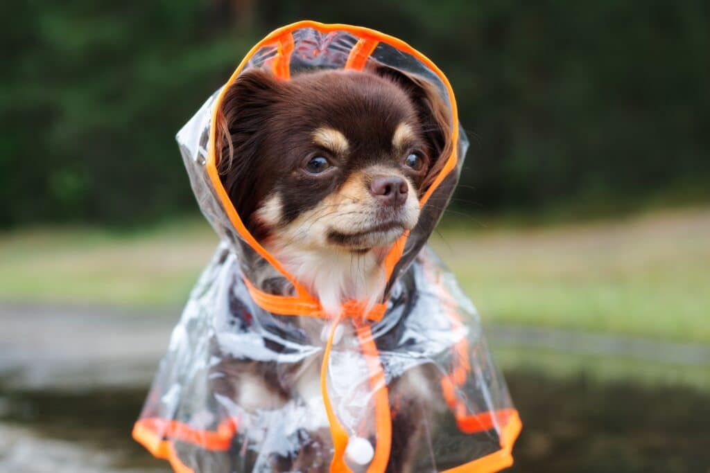 Chihuahua Dog In A Rain Coat Outdoors