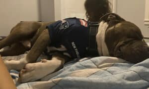 Colby The Pitbull That Died During The Shooting Incident. Photo Credit Goes To Nbc Boston