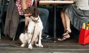 Couple at a restaurant's outside patio with dog