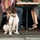 Couple At A Restaurant'S Outside Patio With Dog