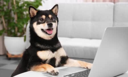 Cute Shiba Inu Dog With Laptop In Room