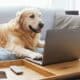 Cute Dog Lying On The Sofa At Home And Using The Laptop