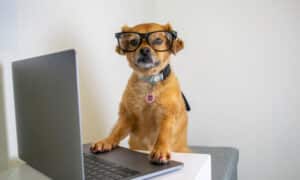 Cute dog wearing glasses and working on laptop