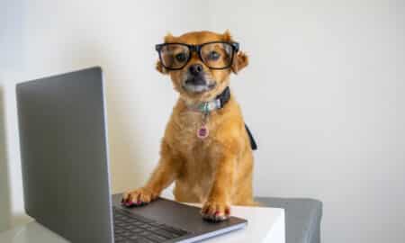 Cute Dog Wearing Glasses And Working On Laptop