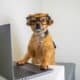 Cute Dog Wearing Glasses And Working On Laptop
