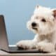 Dog With Glasses Using A Laptop