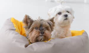 Dogs that don't shed