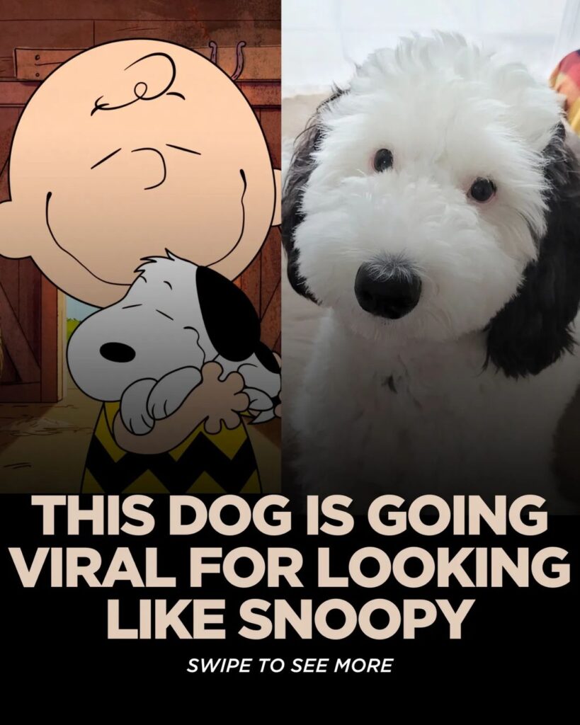Doodledogsclub Bayley The Real Life Snoopy