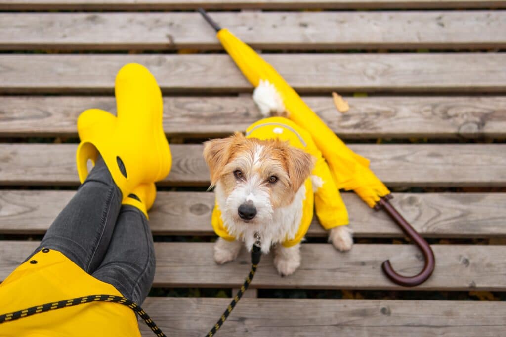 Jack Russell Terrier Puppy In A Yellow Raincoat Sits At The Feet Of A Girl In Boots